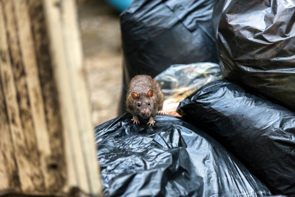 rats on London rubbish